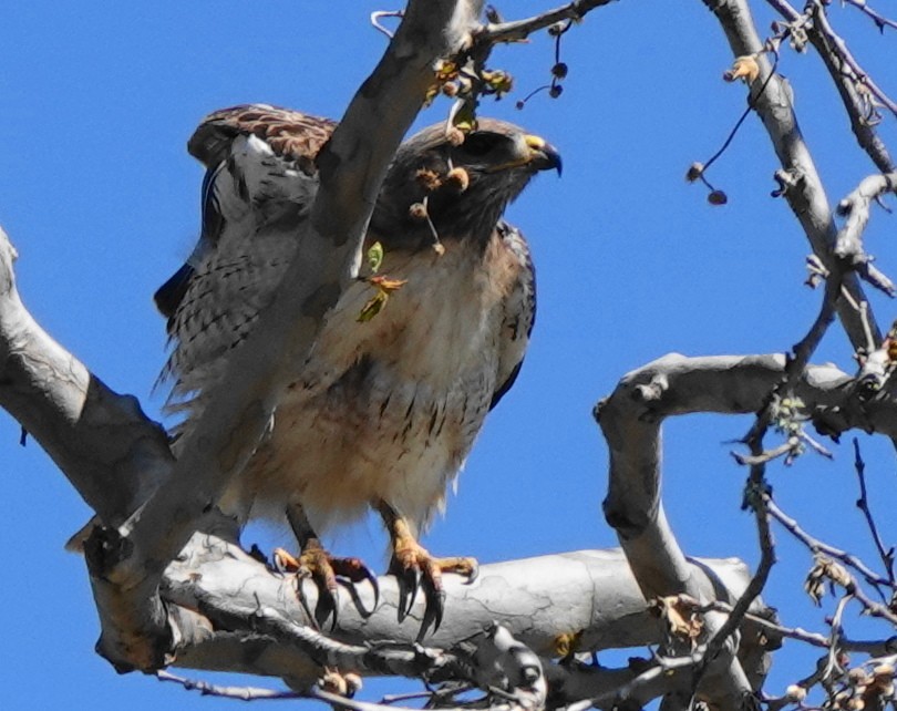 Red-tailed Hawk - ML570148851