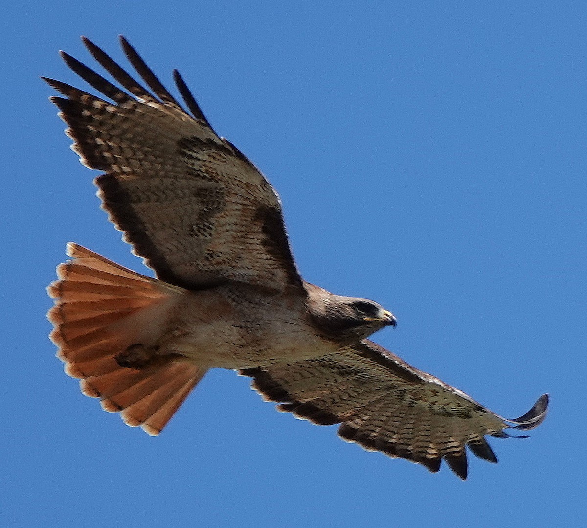 Red-tailed Hawk - ML570148861