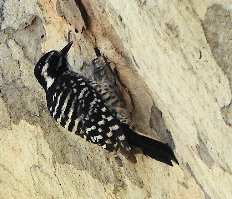Nuttall's Woodpecker - ML570149021