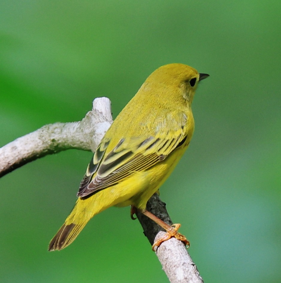 Yellow Warbler - William Baldridge