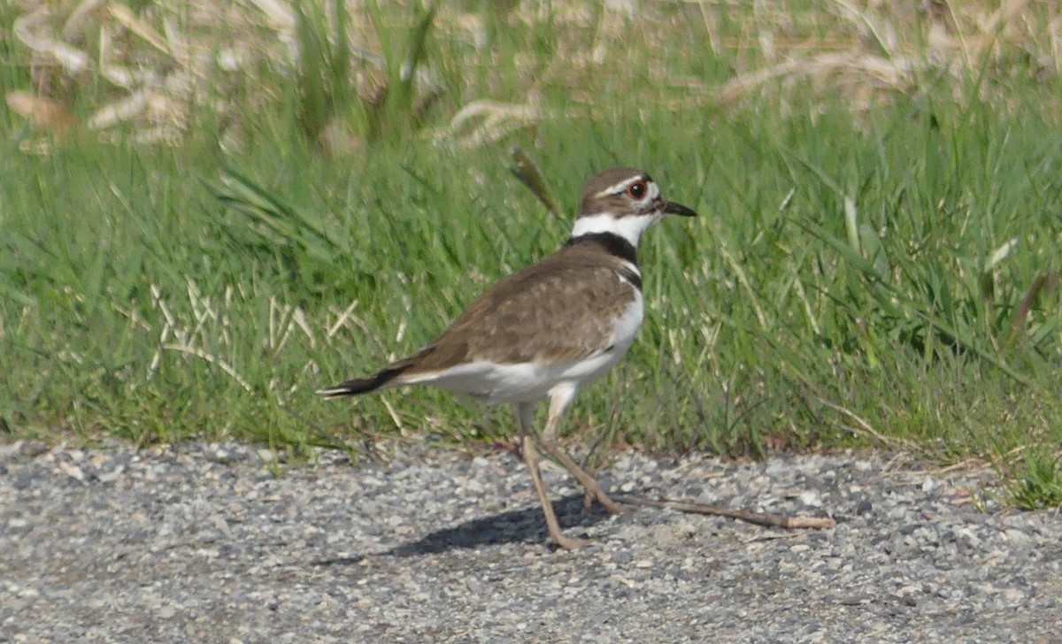 Killdeer - Jeanine Merrill