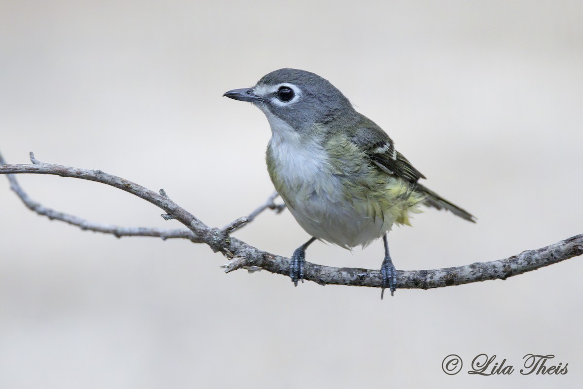 Blue-headed Vireo - Lila Theis