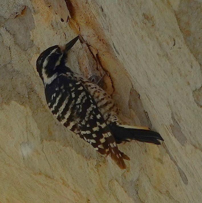Nuttall's Woodpecker - ML570150911
