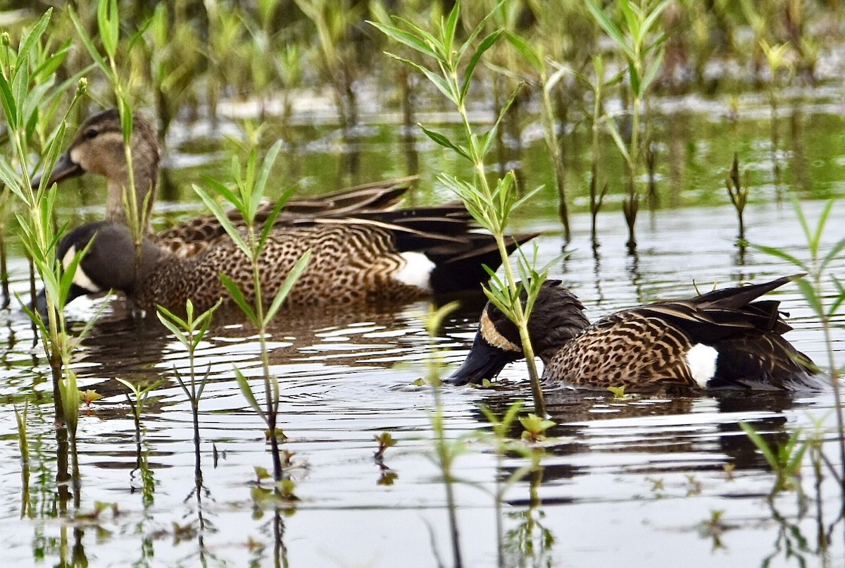 Blue-winged Teal - ML570151171