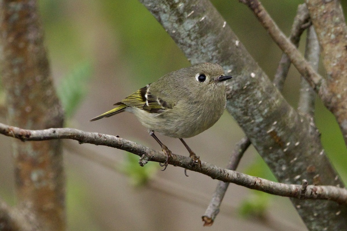 Ruby-crowned Kinglet - Dimitris Salas