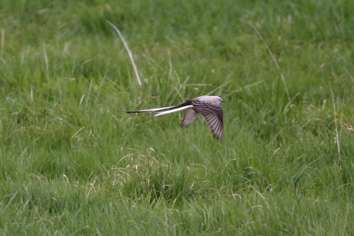 Scissor-tailed Flycatcher - ML570151571