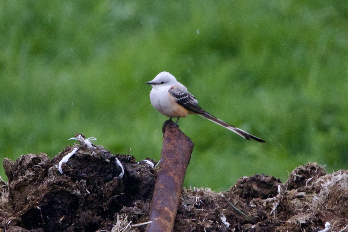 Scissor-tailed Flycatcher - ML570151581