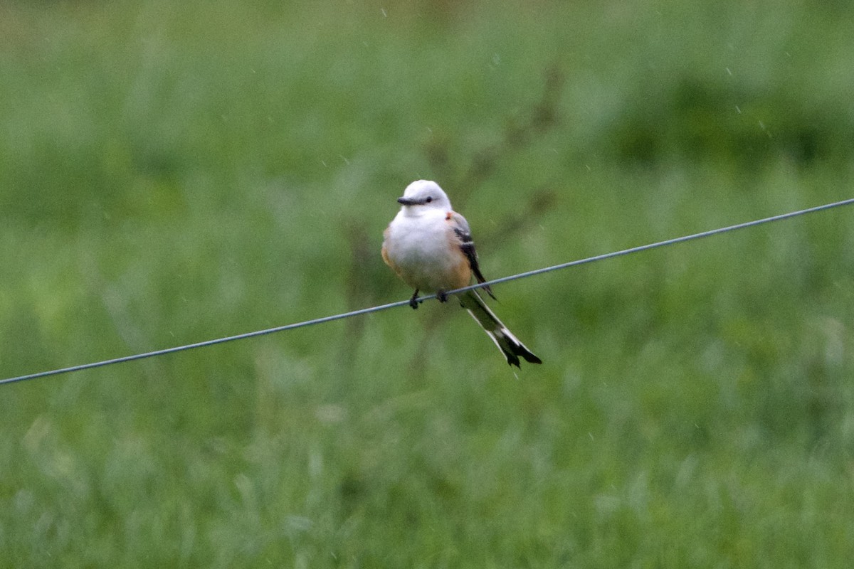 Scissor-tailed Flycatcher - ML570151591