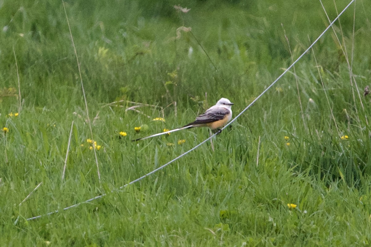 Scissor-tailed Flycatcher - ML570151601