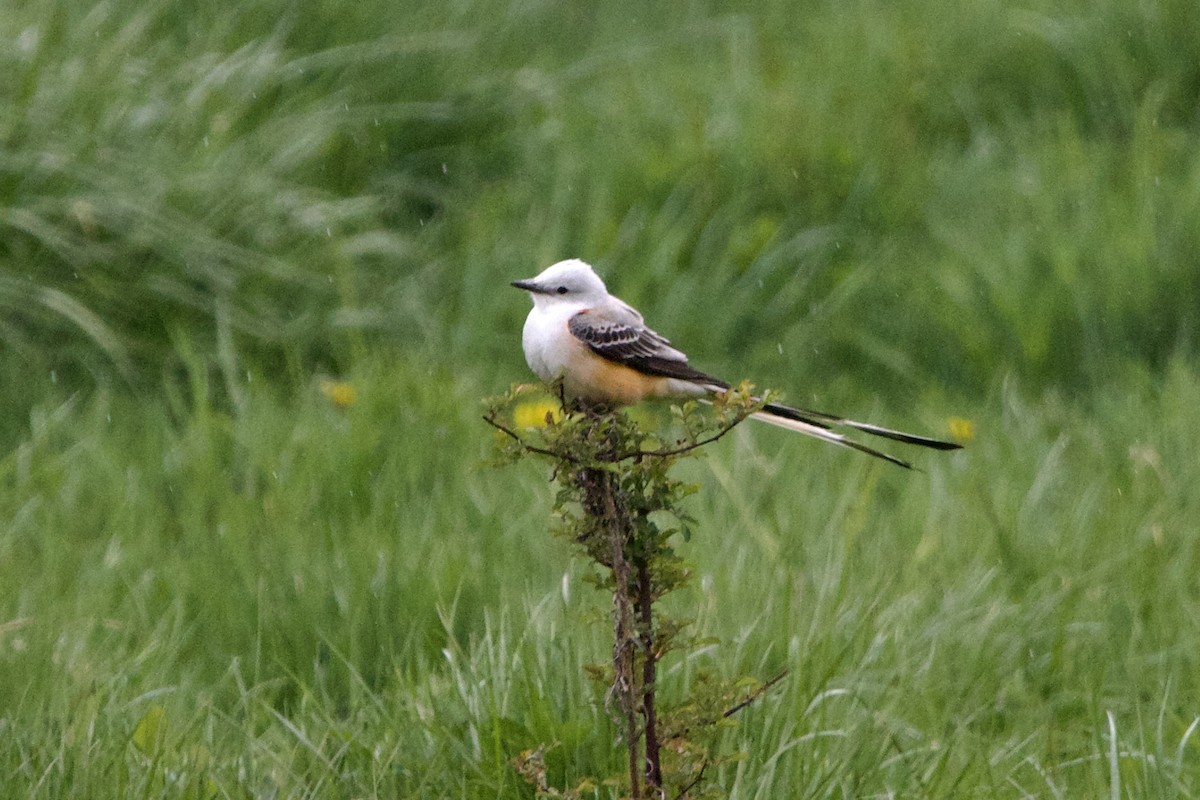 Scissor-tailed Flycatcher - ML570151611