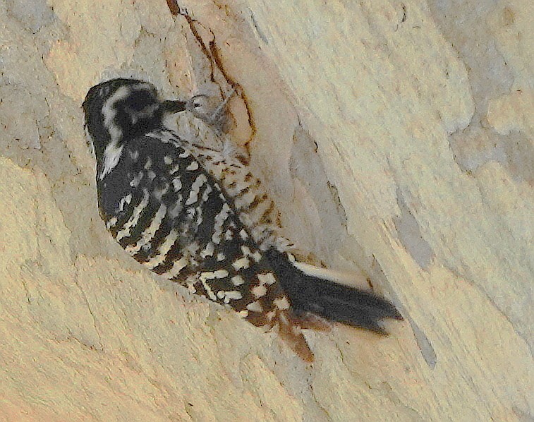 Nuttall's Woodpecker - ML570151961