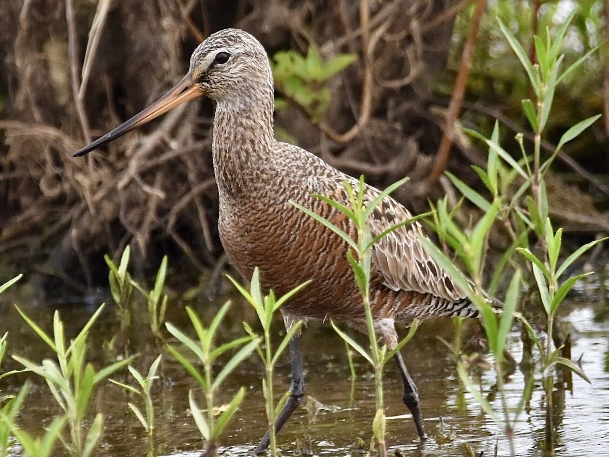 Hudsonian Godwit - Jason C. Martin