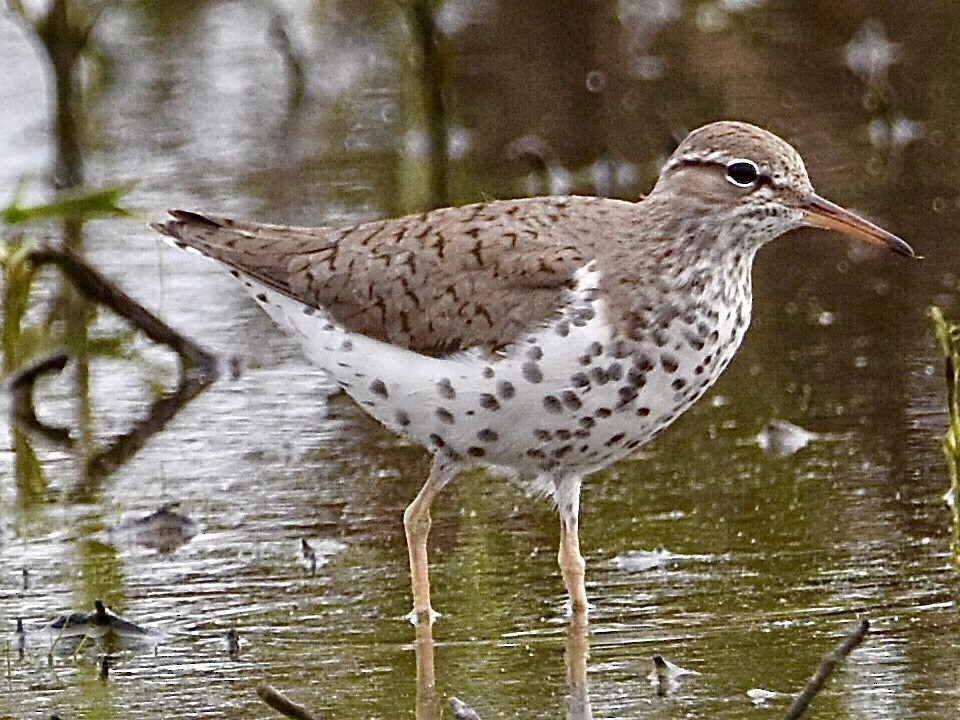 Spotted Sandpiper - ML570152951