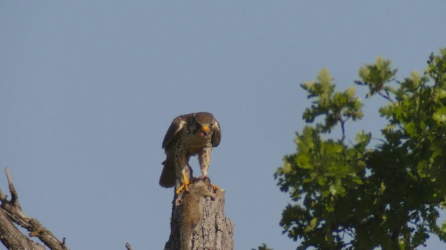 Prairie Falcon - ML570153601