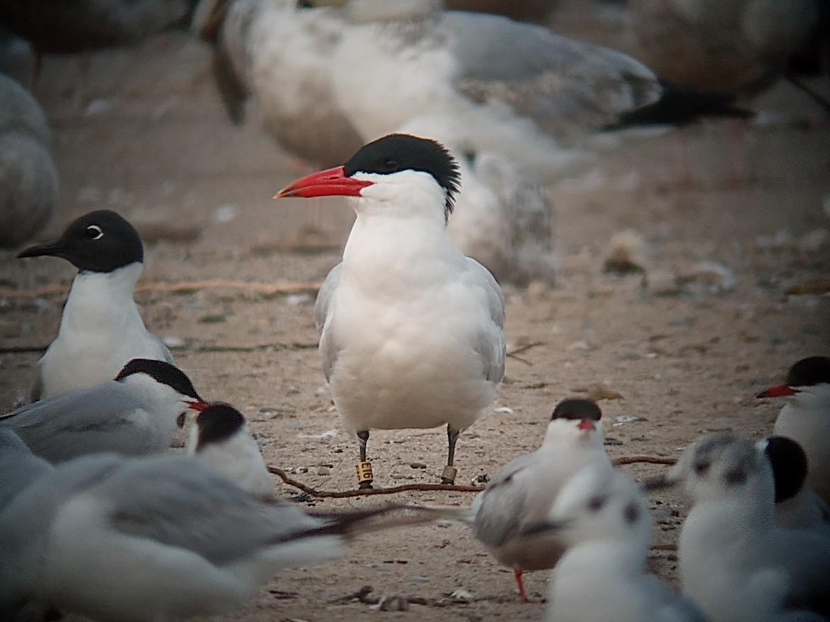 Caspian Tern - ML570153751