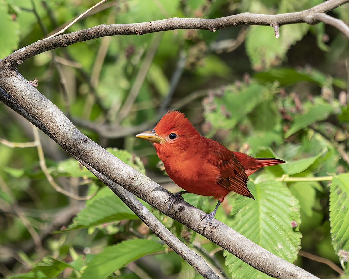 Summer Tanager - ML570155301