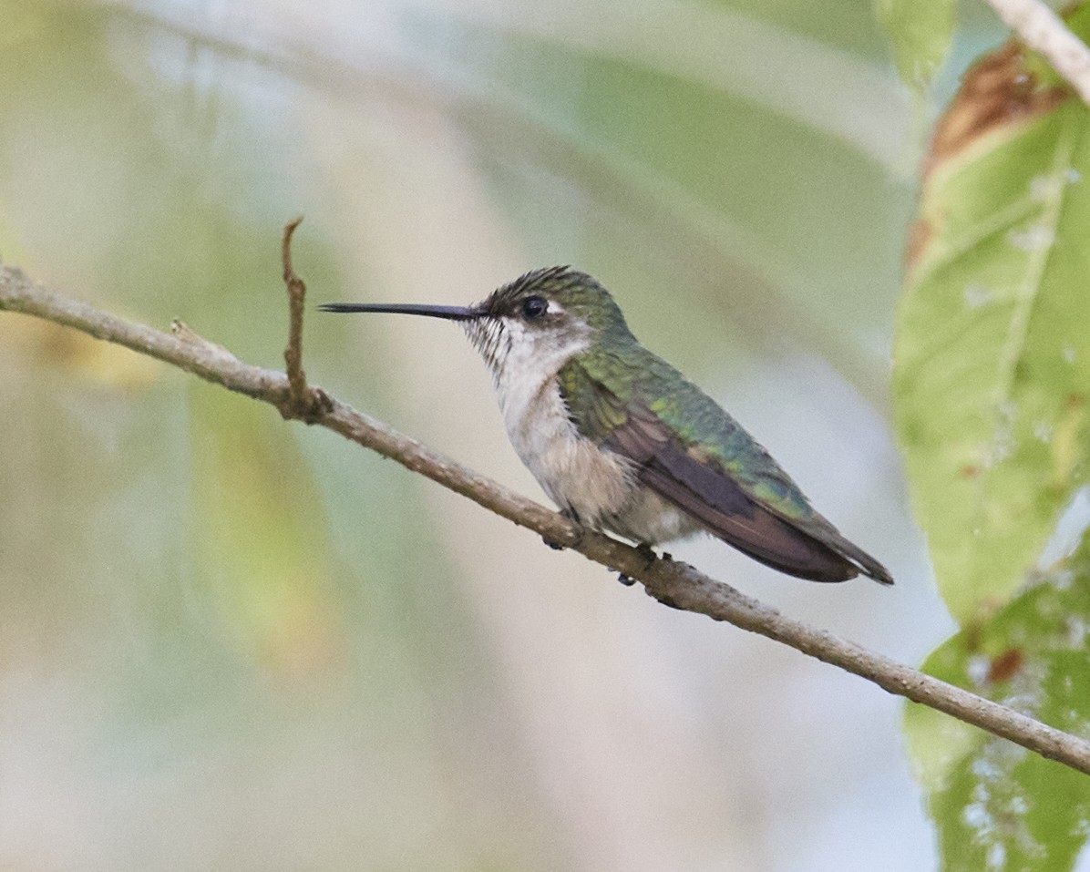 Ruby-throated Hummingbird - Mario Espinosa