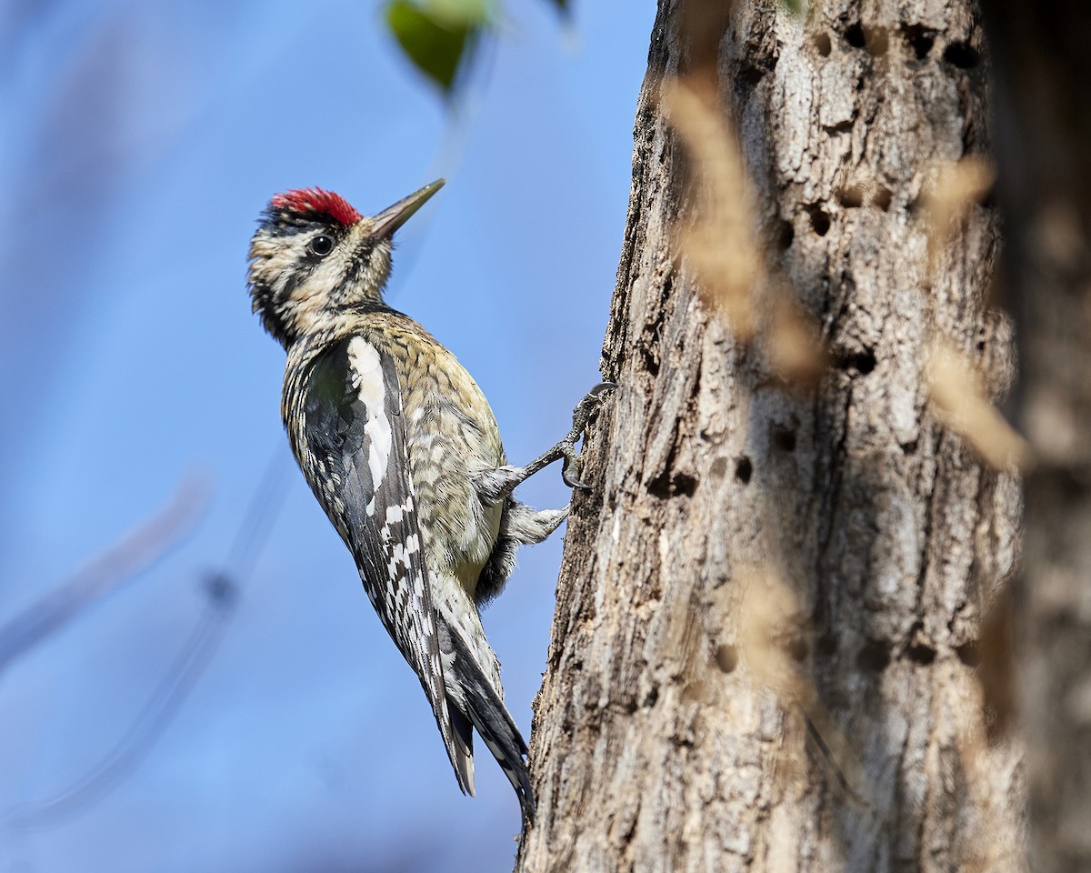 Yellow-bellied Sapsucker - Mario Espinosa