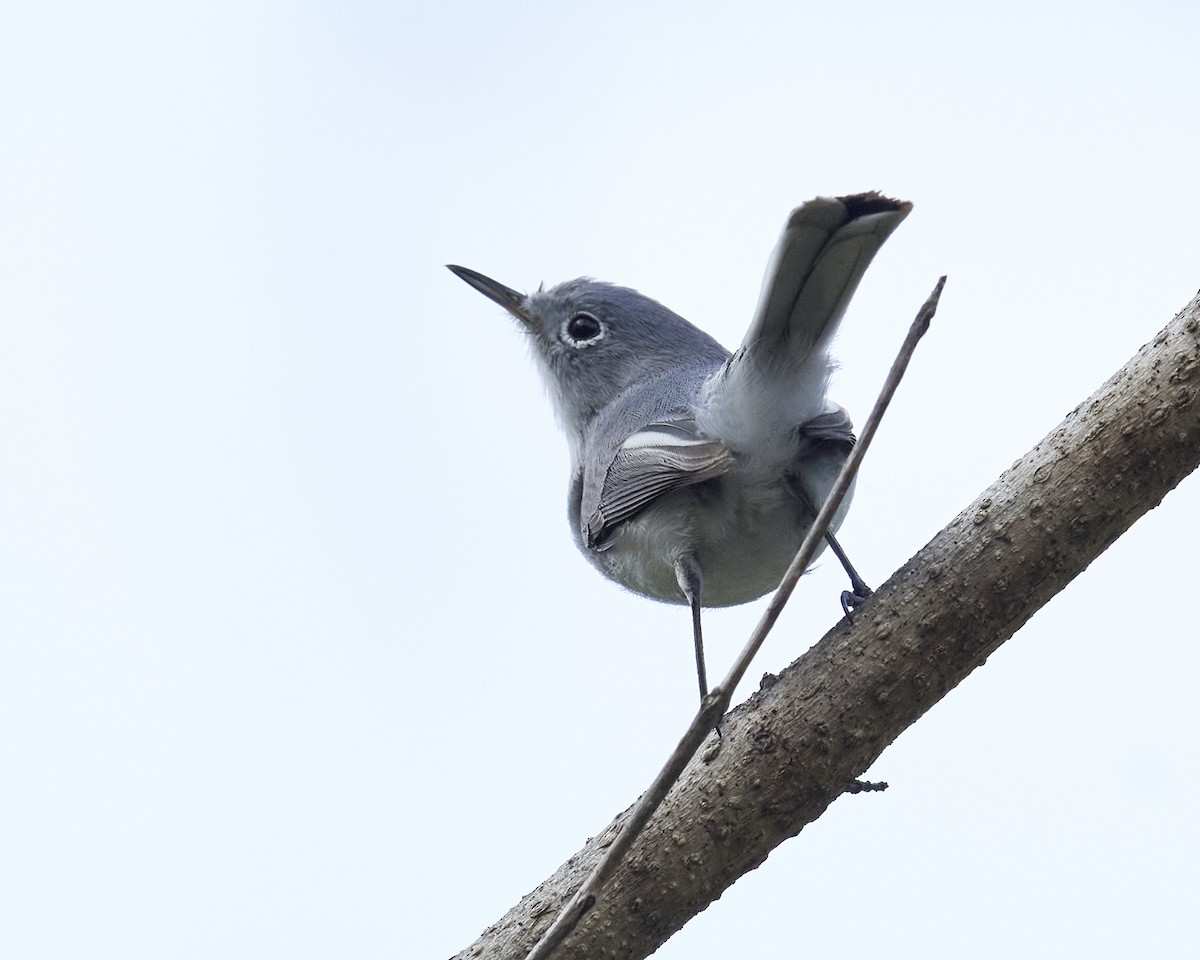 Gobemoucheron gris-bleu - ML570156791