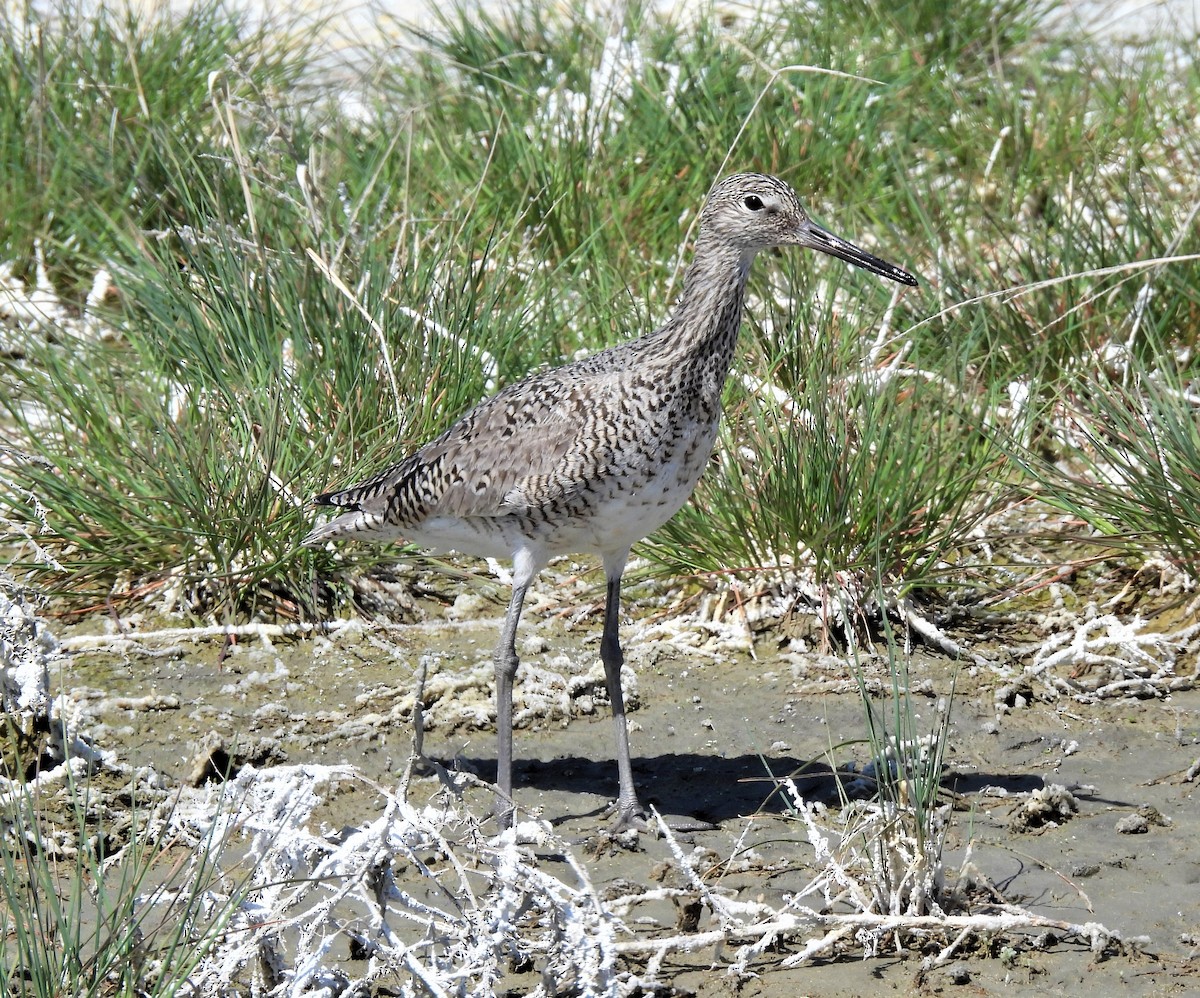 Willet - ML570157731