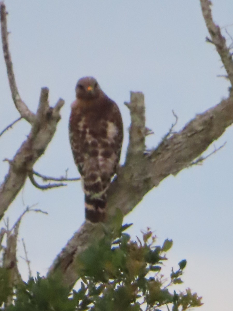 Red-shouldered Hawk - ML570157961