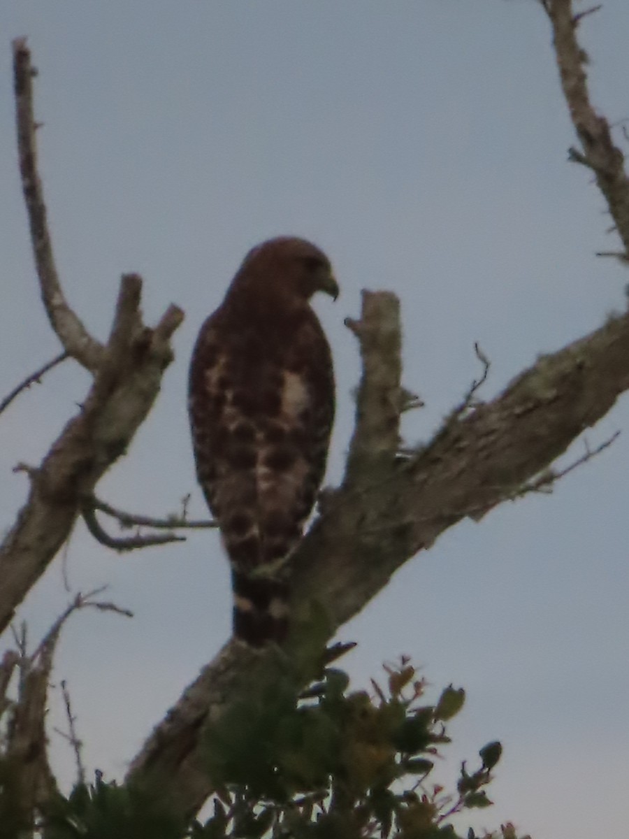 Red-shouldered Hawk - ML570157971