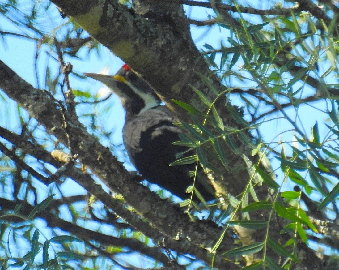 Black-bodied Woodpecker - ML570158181