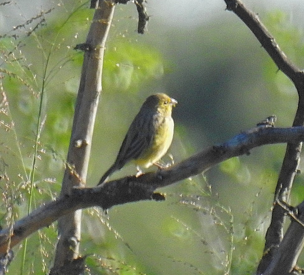 Saffron Finch - ML570159011