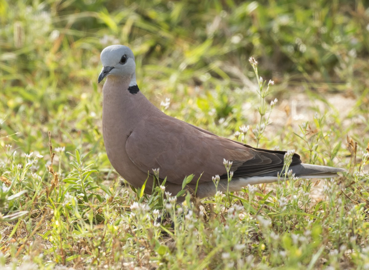 Red Collared-Dove - ML570159071