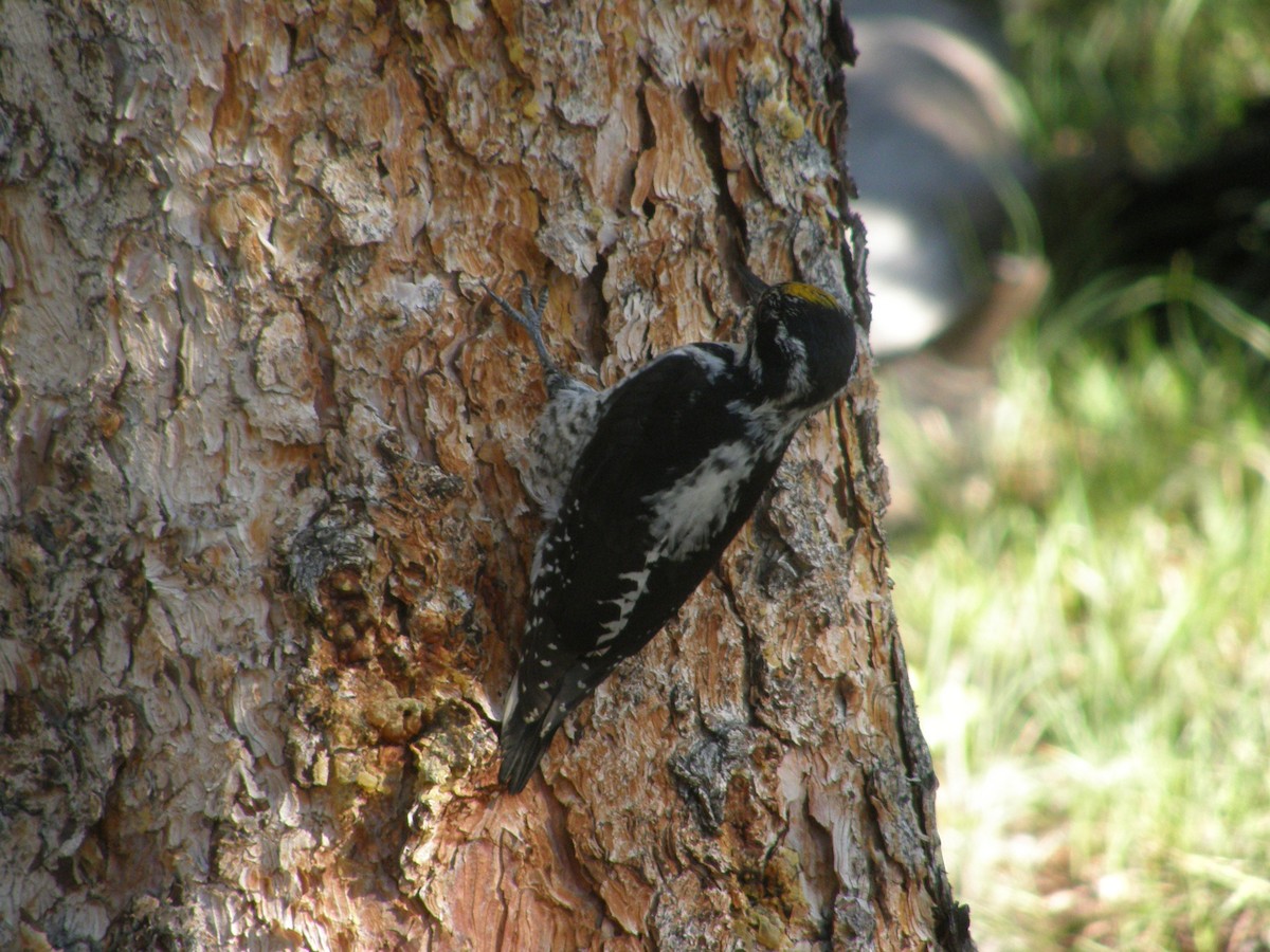 American Three-toed Woodpecker - ML570160981