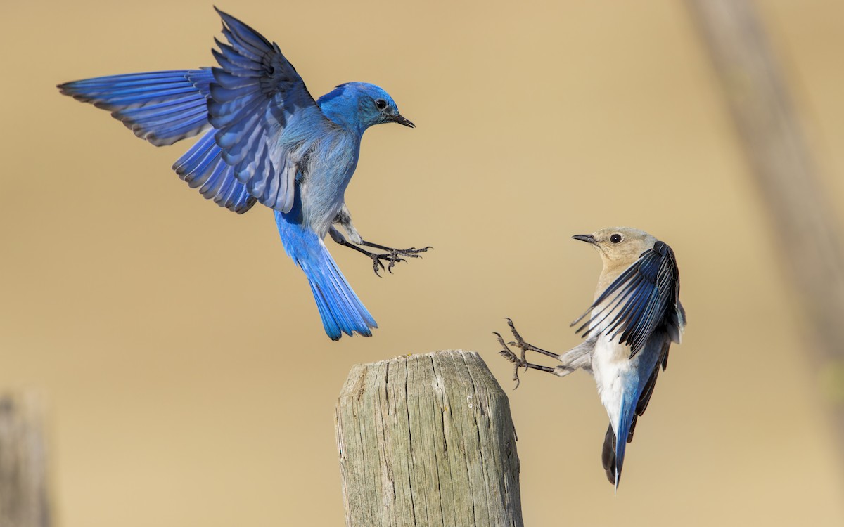 Mountain Bluebird - Blair Dudeck