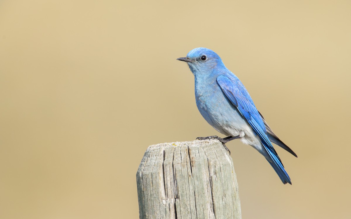 Mountain Bluebird - ML570161211