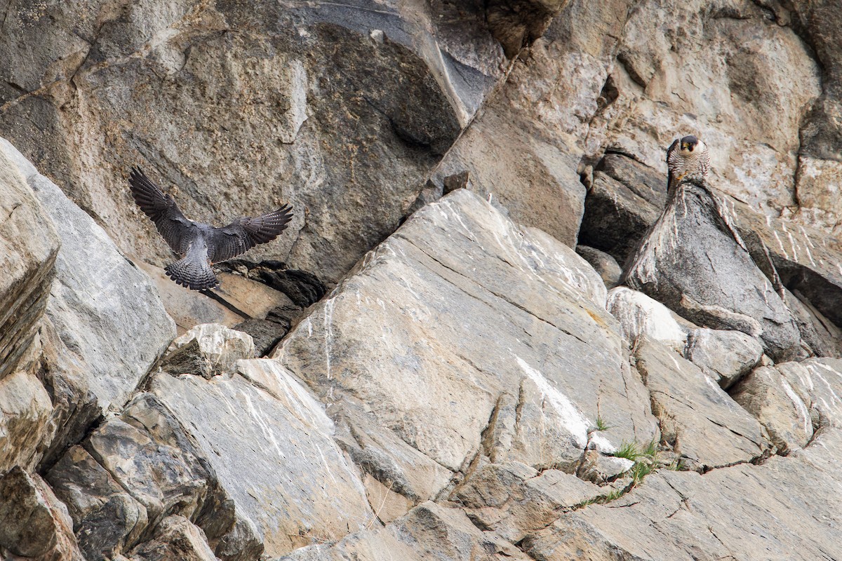 Peregrine Falcon - ML570161531