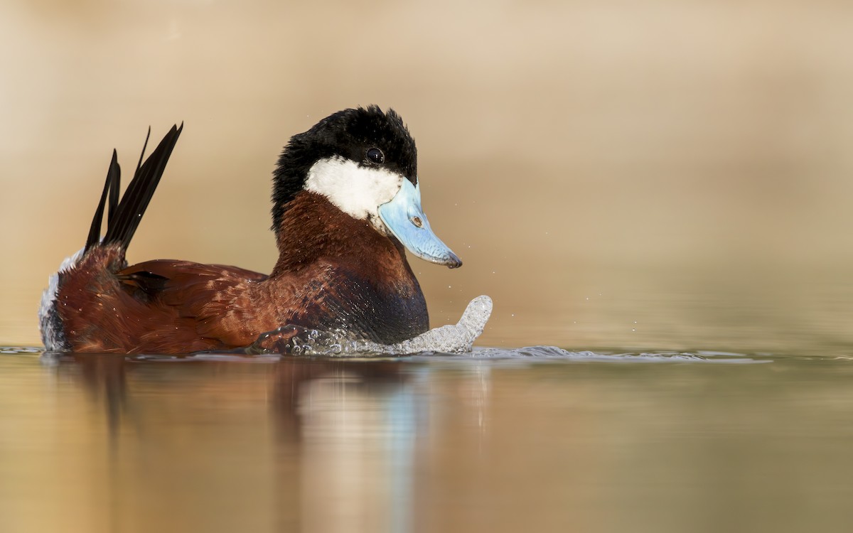 Ruddy Duck - ML570161661