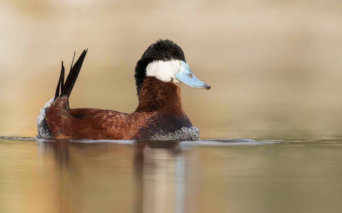 Ruddy Duck - ML570161671