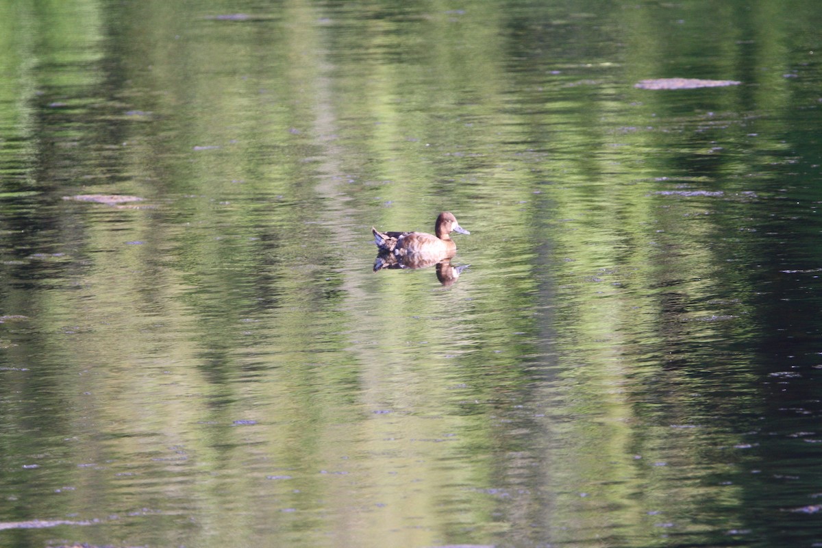 Lesser Scaup - ML570162381