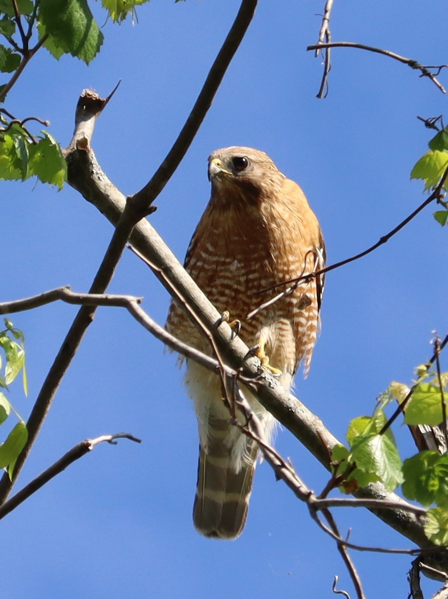 Red-shouldered Hawk - Bruce Schuette