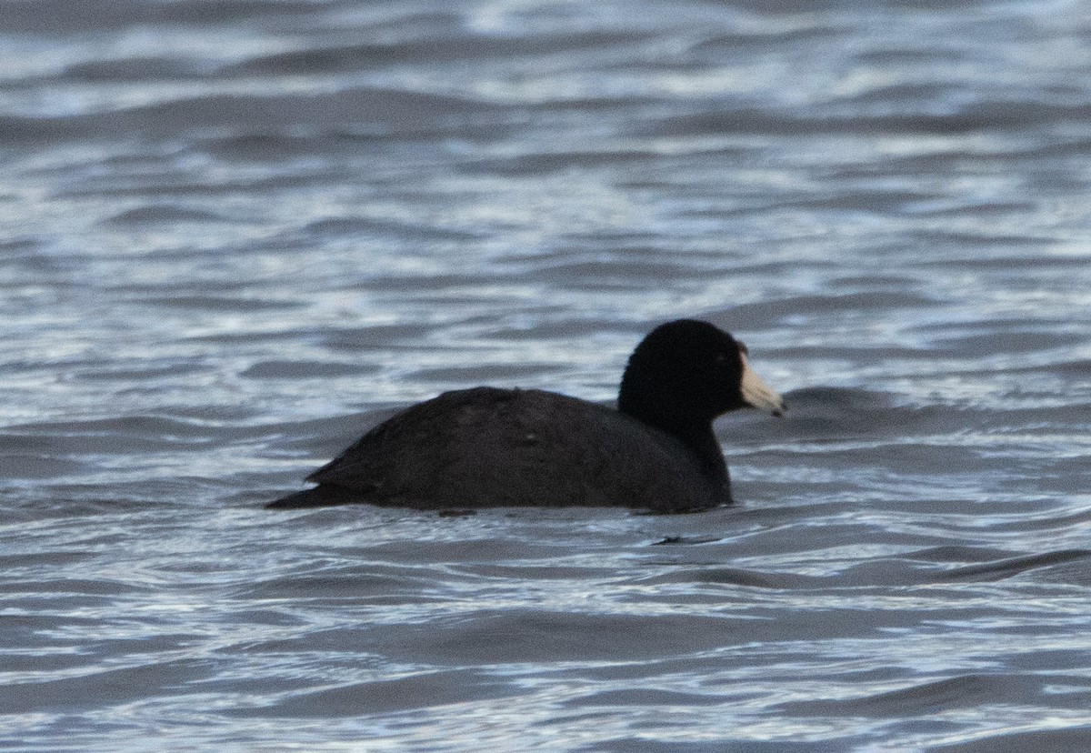 American Coot - Liam Huber