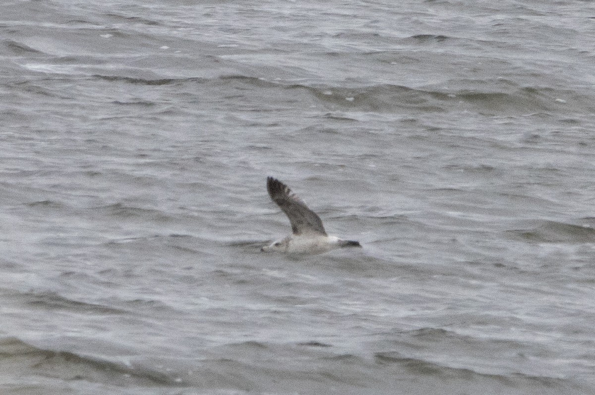 Gaviota Californiana - ML570162651