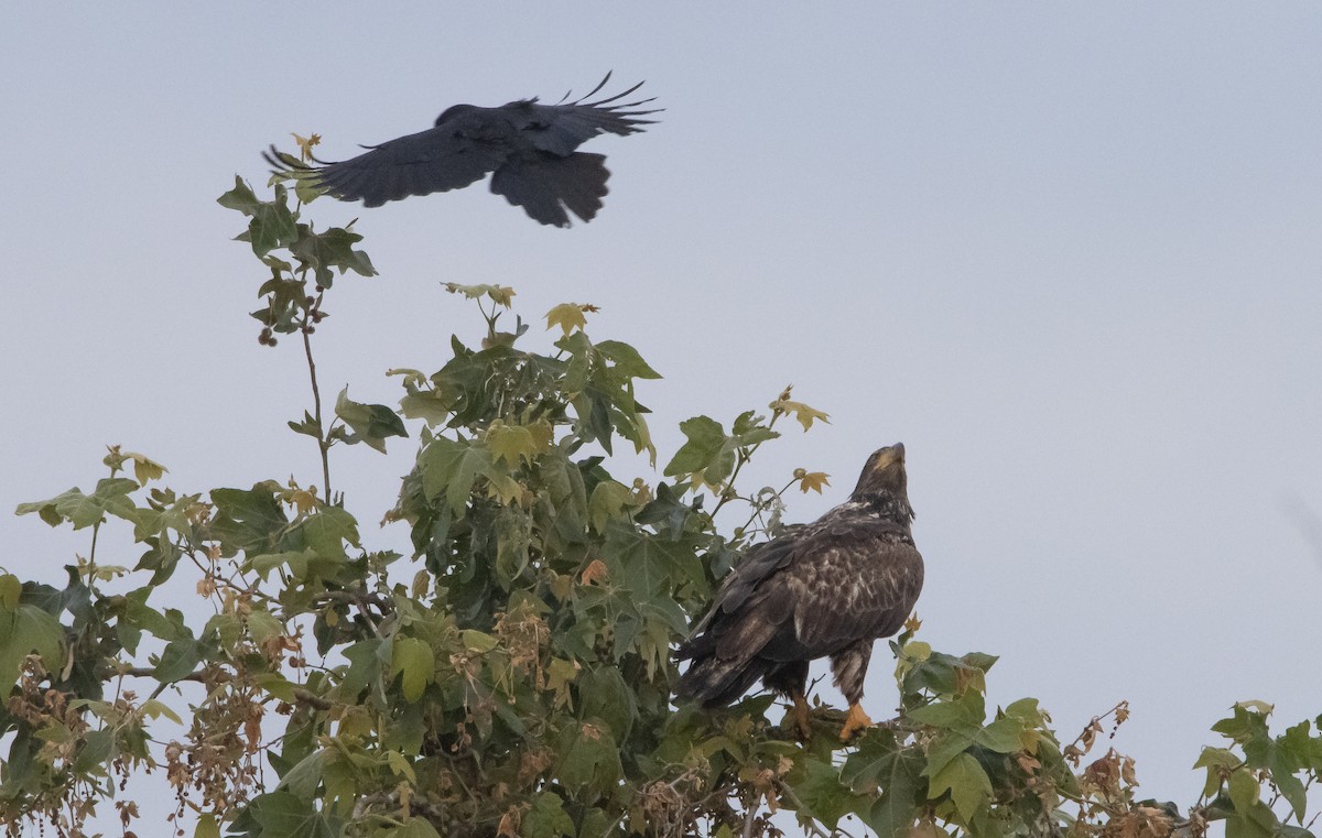 Bald Eagle - ML570162681