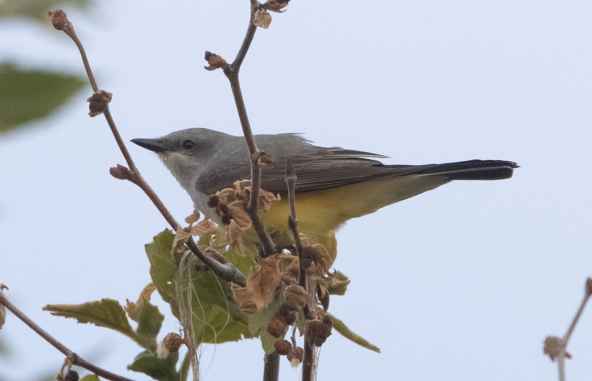 Western Kingbird - ML570162701