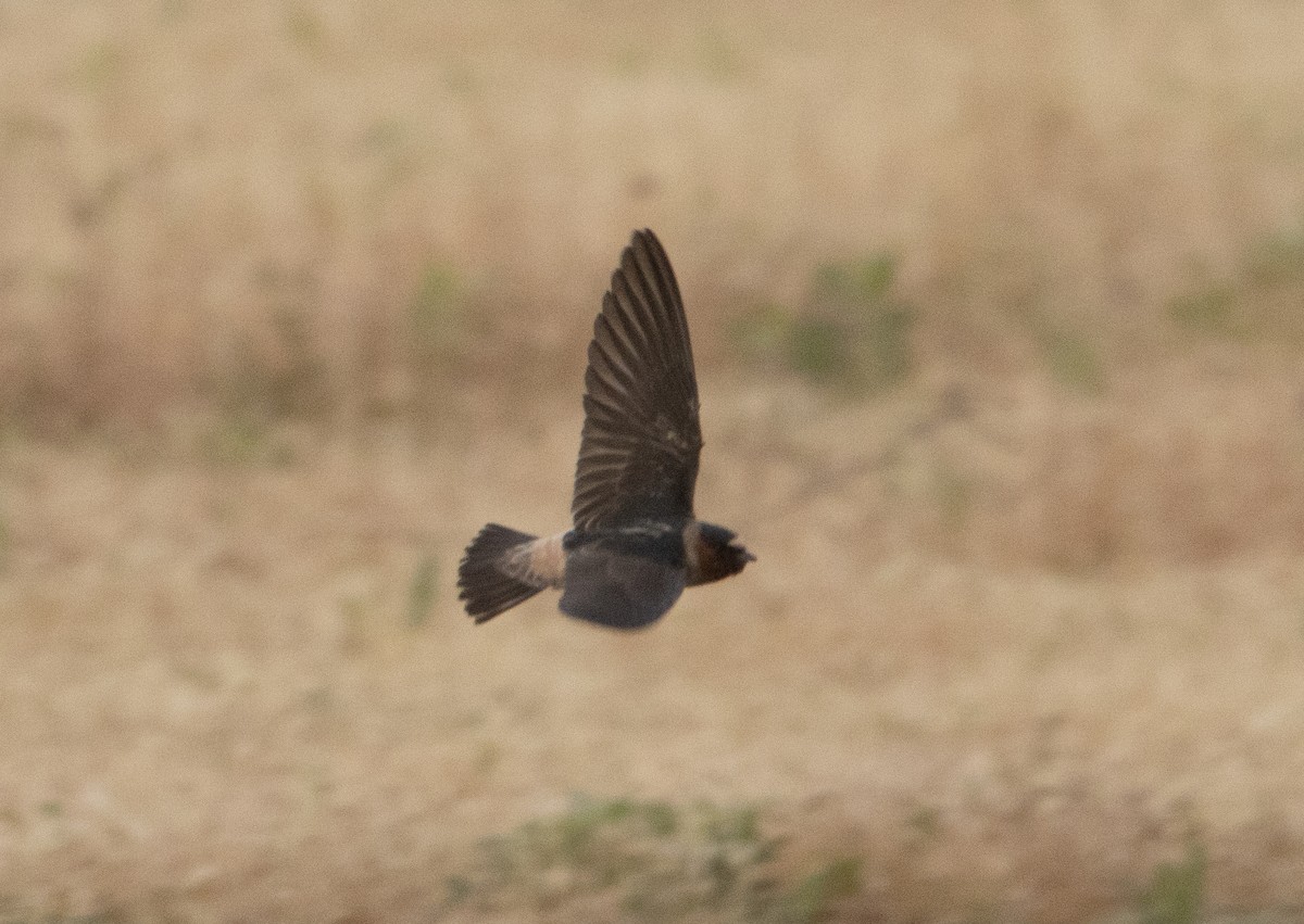 Golondrina Risquera - ML570162721