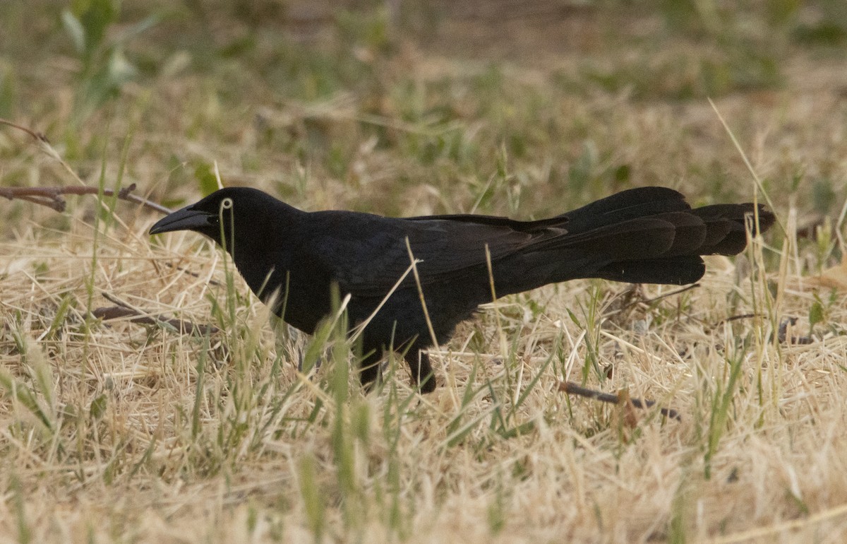 Great-tailed Grackle - ML570162731