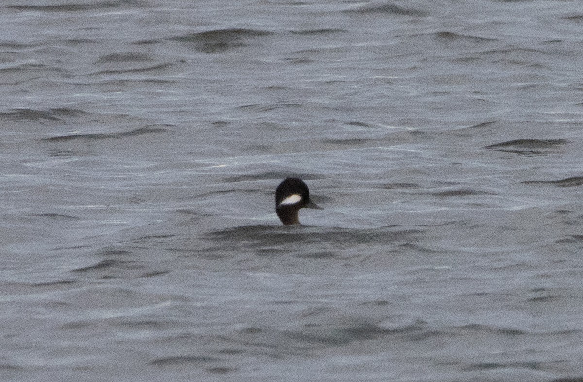 Bufflehead - Liam Huber