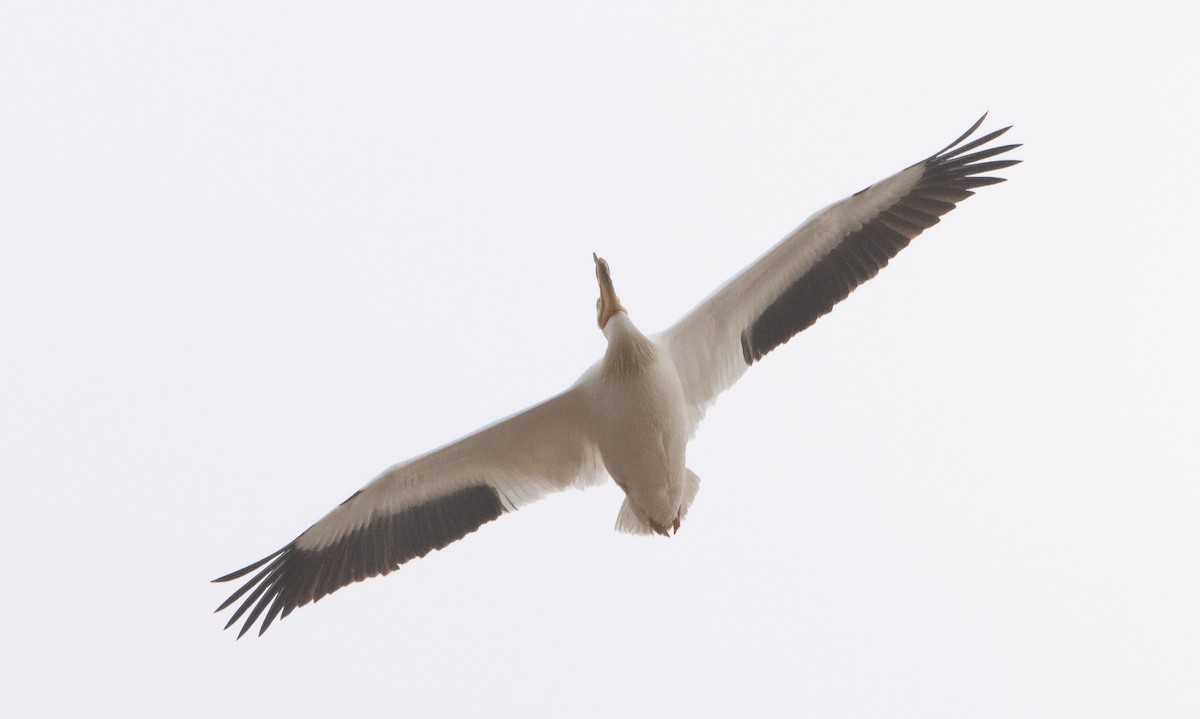 American White Pelican - Liam Huber