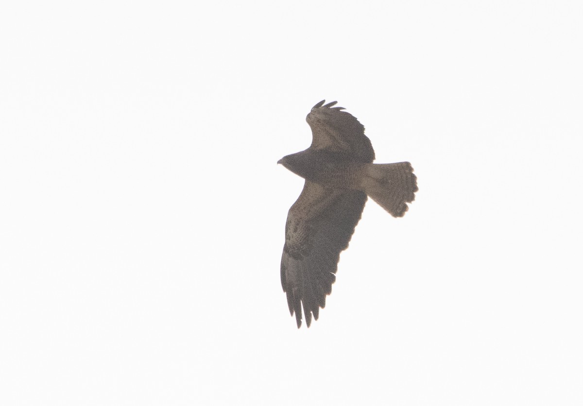 Swainson's Hawk - ML570163241