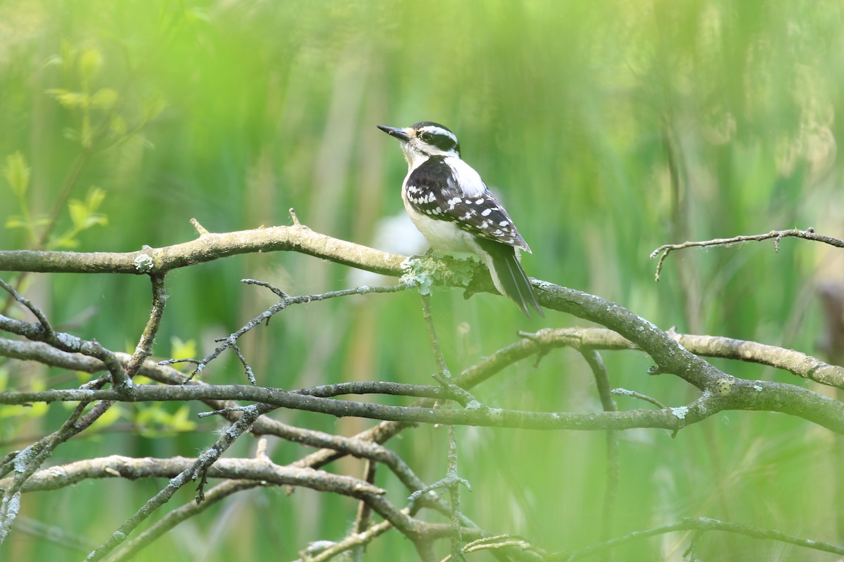 Hairy Woodpecker (Eastern) - ML570164311
