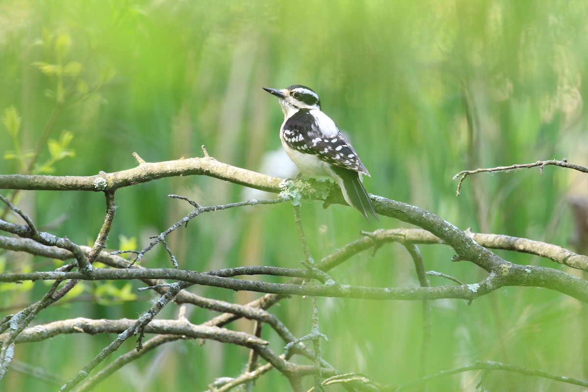 セジロアカゲラ（villosus グループ） - ML570164311