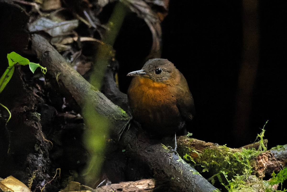 Middle American Leaftosser - Steve Popple