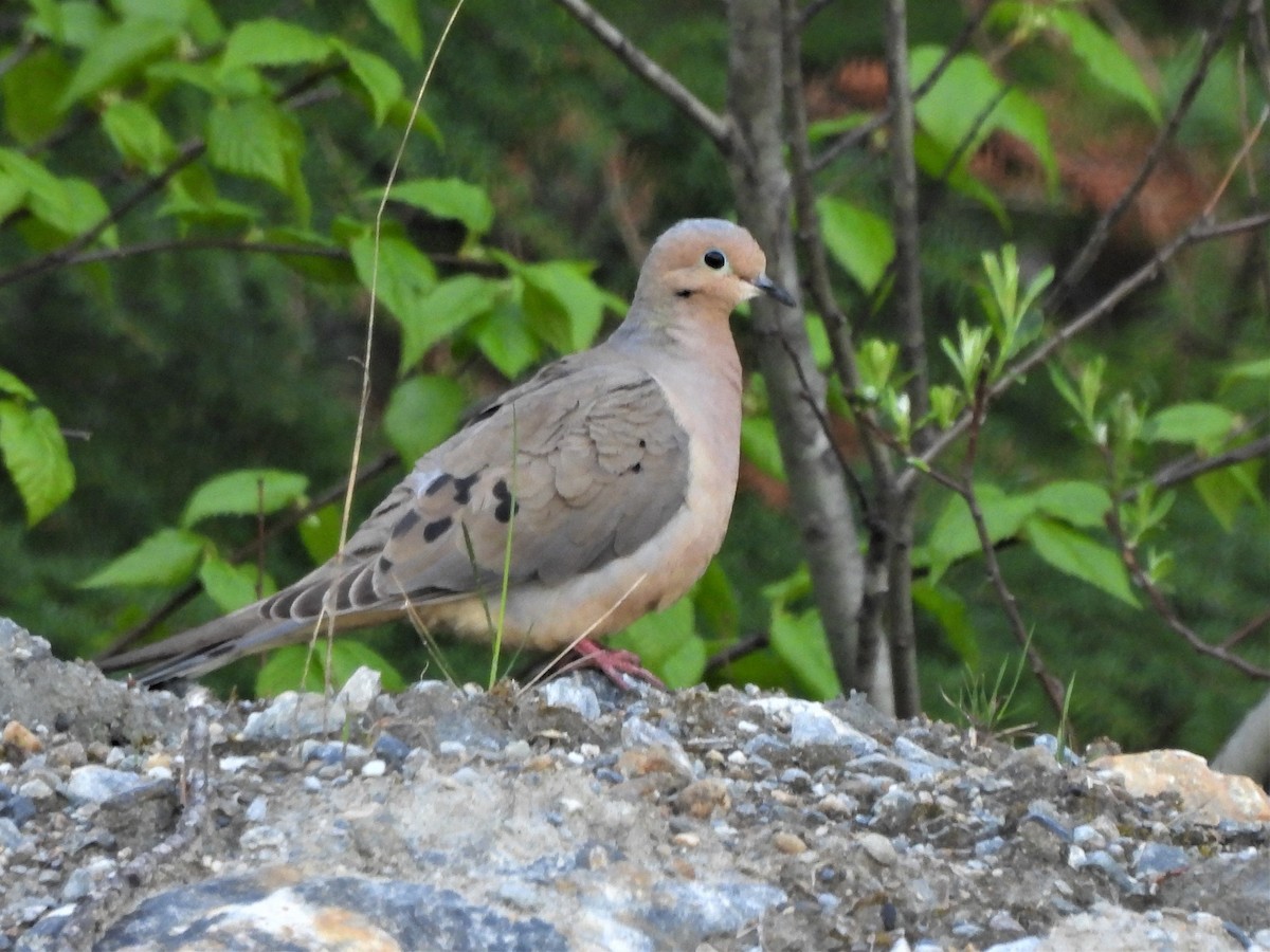 Mourning Dove - Don Manson